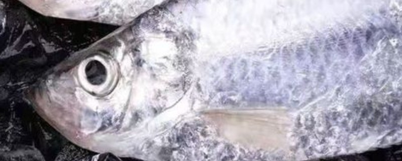 大眼鳓是什么鱼？
