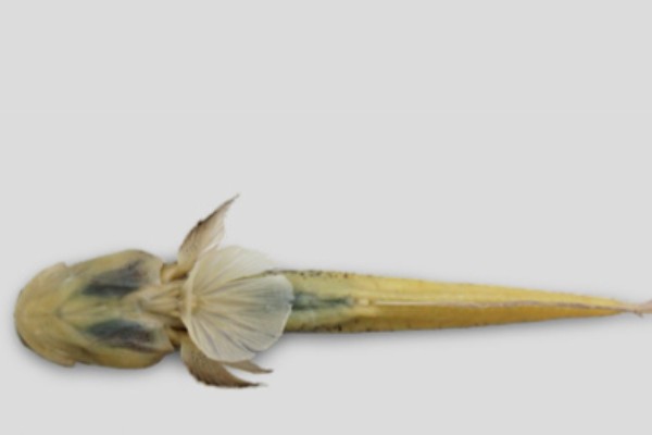 马都拉叉牙虾虎鱼是什么鱼?