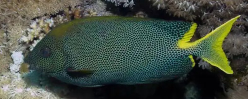 星篮子鱼是什么鱼?