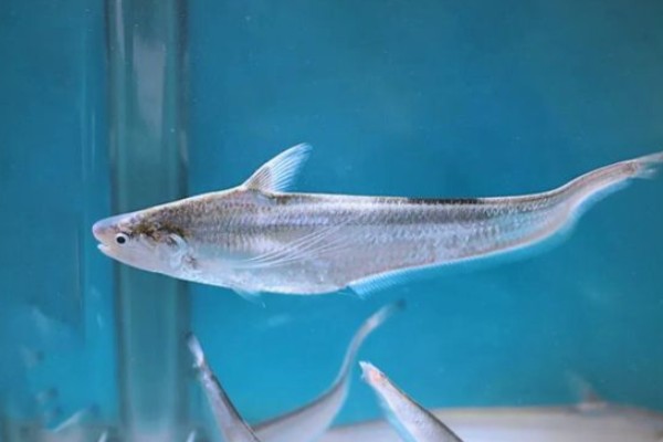 长颌绫鳀是什么鱼?