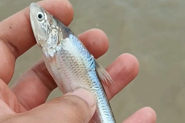 长颌绫鳀是什么鱼?
