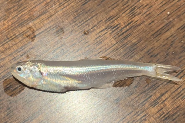 长颌绫鳀是什么鱼?