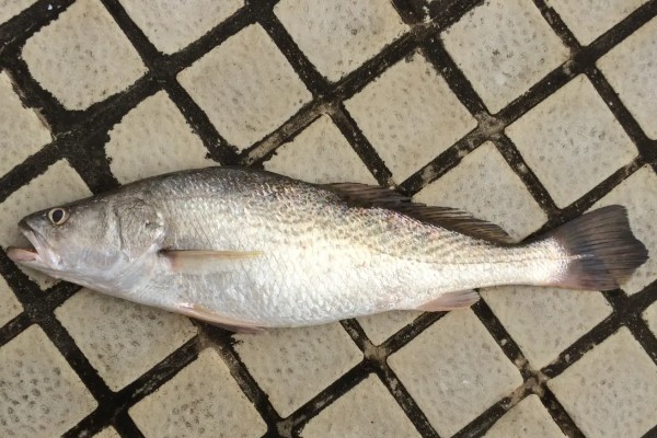 尖头黄鳍牙䱛是什么鱼？