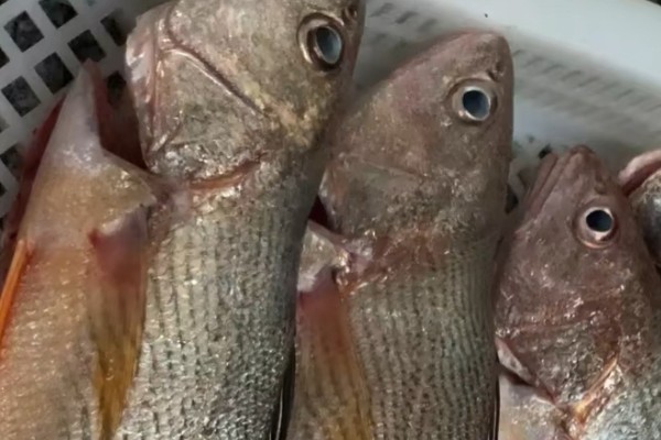 尖头黄鳍牙䱛是什么鱼？
