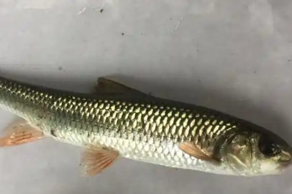 多鳞铲颌鱼是什么鱼?