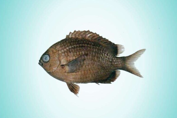 东海光鳃鱼是什么鱼？