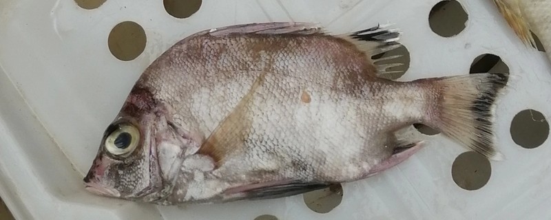 寿鱼是什么鱼?
