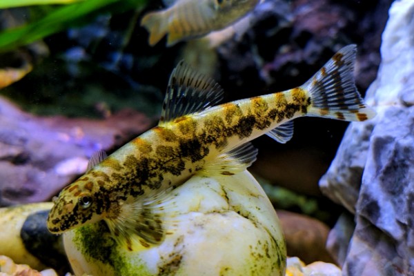 少鳞缨口鳅是什么鱼?