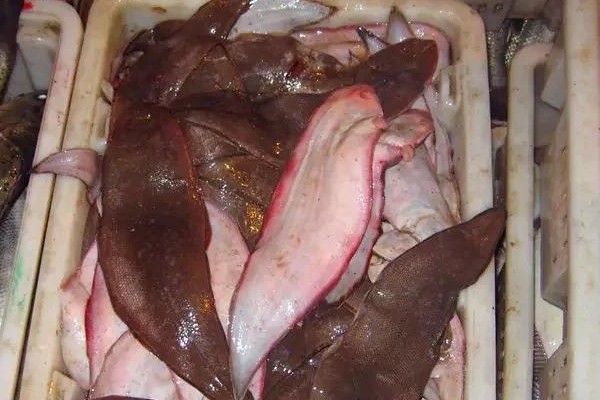 长吻舌鳎是什么鱼？