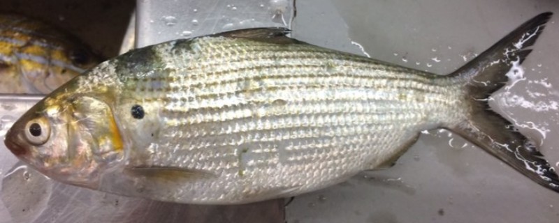 圆吻海鰶是什么鱼?