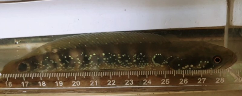 台湾突吻鱼是什么鱼？