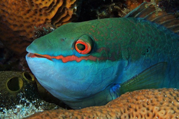 弧带鹦嘴鱼是什么鱼?