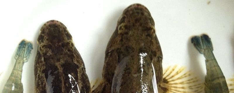 丝背磨塘鳢是什么鱼？