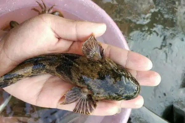丝背磨塘鳢是什么鱼?