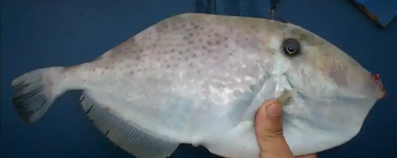 光复鱼是什么鱼？
