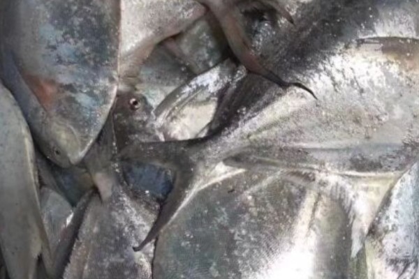 琉璃玉鲳是什么鱼?