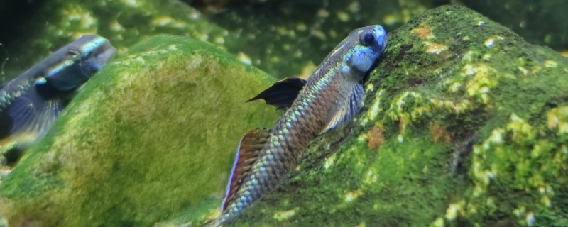 黑鳍枝牙虾虎鱼是什么鱼?