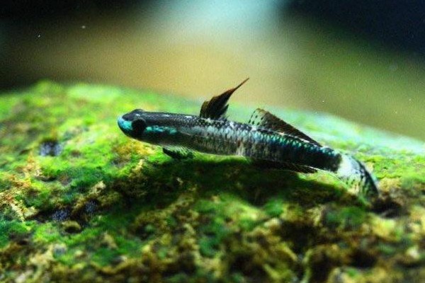 黑鳍枝牙虾虎鱼是什么鱼？
