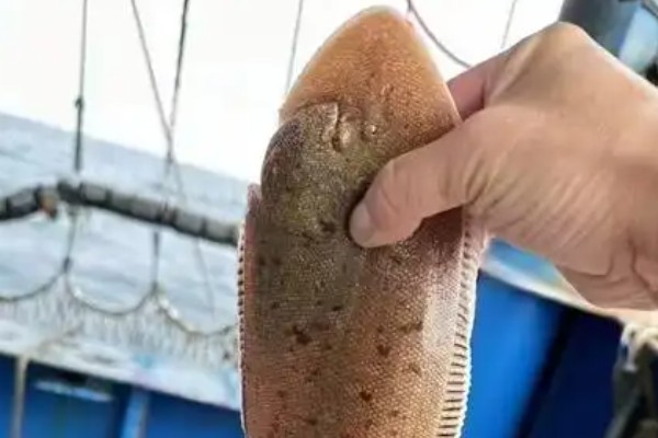 西宝舌鳎是什么鱼？