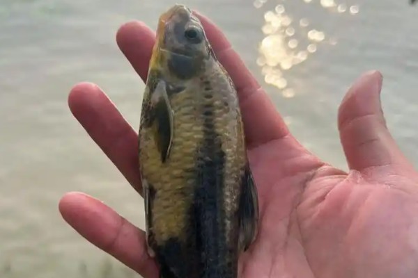 马湖鲤是什么鱼？