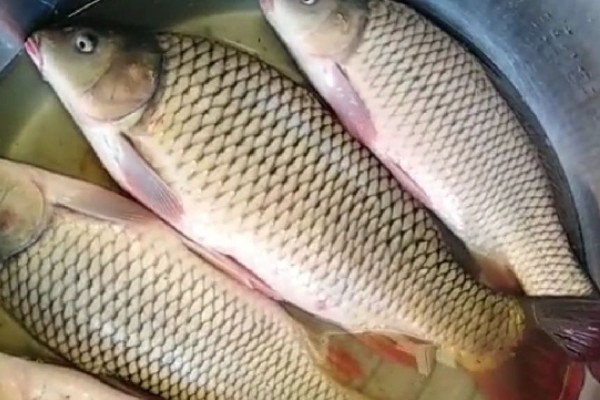 马湖鲤是什么鱼？