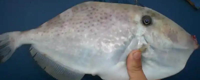 单角革鲀是什么鱼?