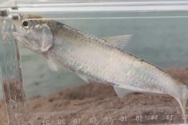 尖吻半棱鳀是什么鱼?