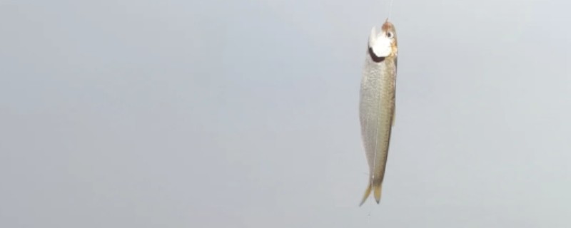 尖吻半棱鳀是什么鱼？