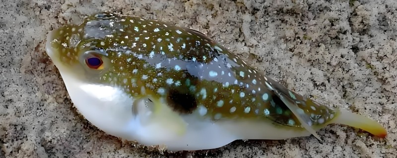 粟色河鲀是什么鱼？