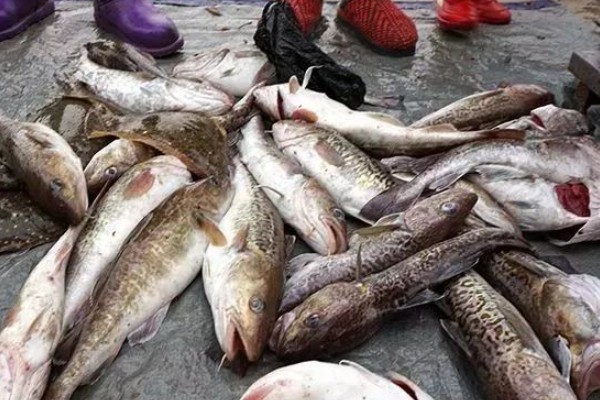 大头多齿海鲶是什么鱼?