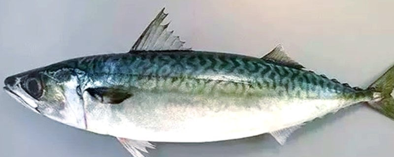 花池鱼是什么鱼?