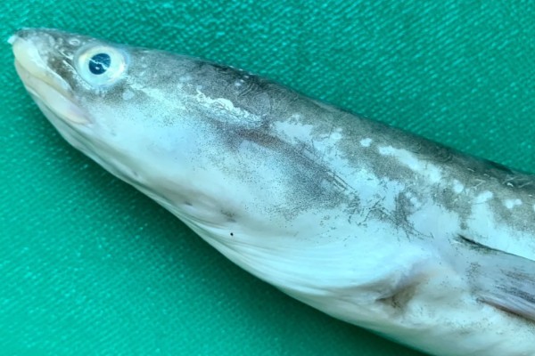 星鳗是什么鱼？