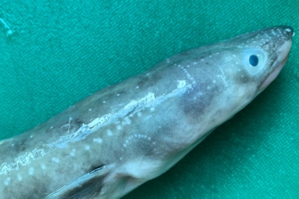 星鳗是什么鱼？