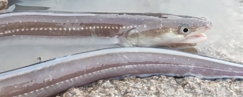 星鳗是什么鱼？