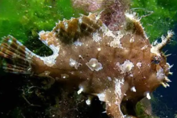 海草鱼是什么鱼？