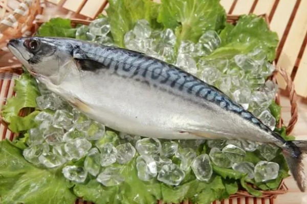 花鲱是什么鱼？