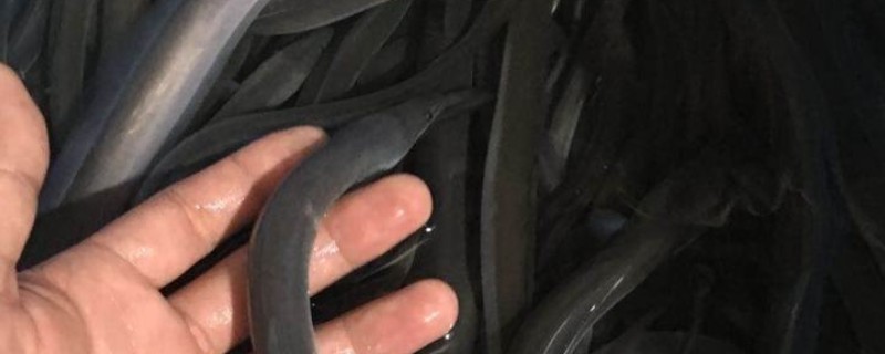 鳗背是什么鱼？