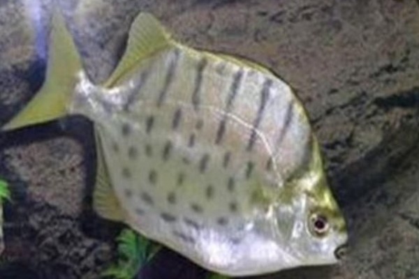 黑星银是什么鱼?
