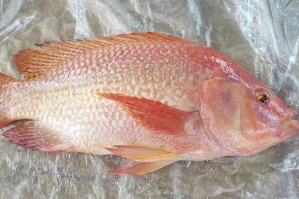红虹彩鲷是什么鱼?