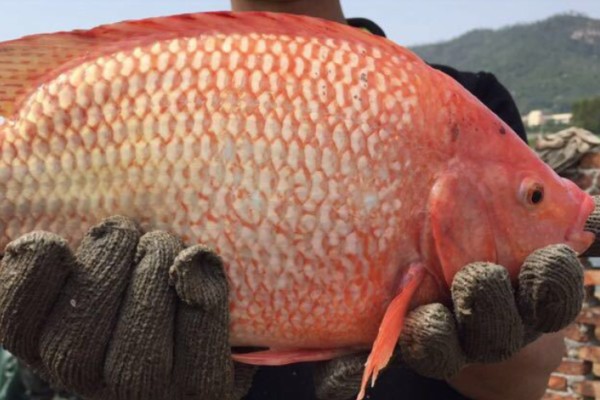 红虹彩鲷是什么鱼?