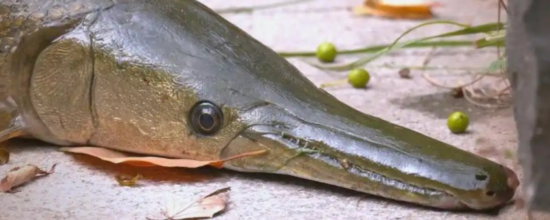 短鳄齿鱼是什么鱼？