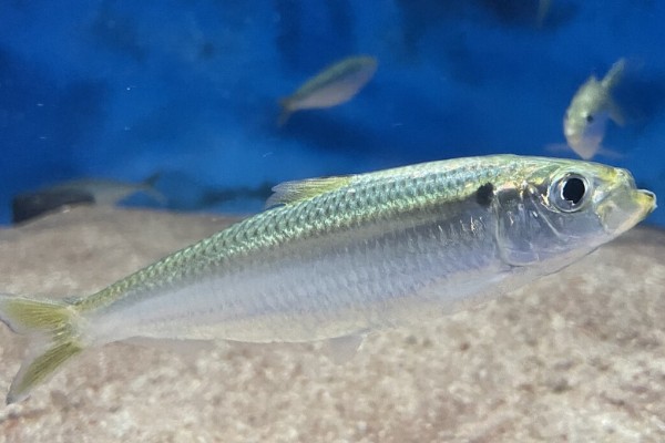 四点青鳞是什么鱼？