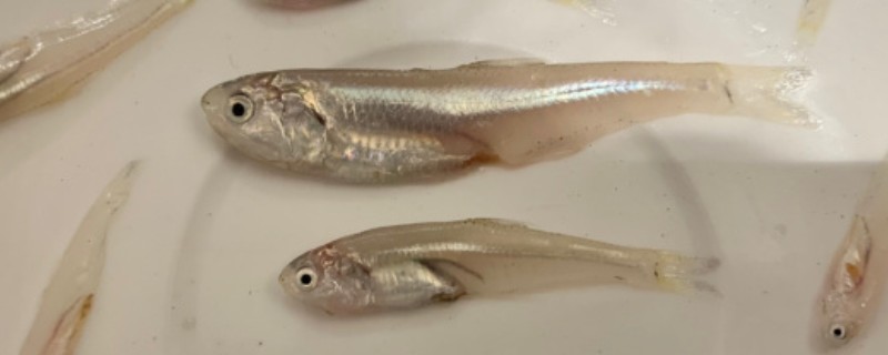 长颌棱鳀是什么鱼？