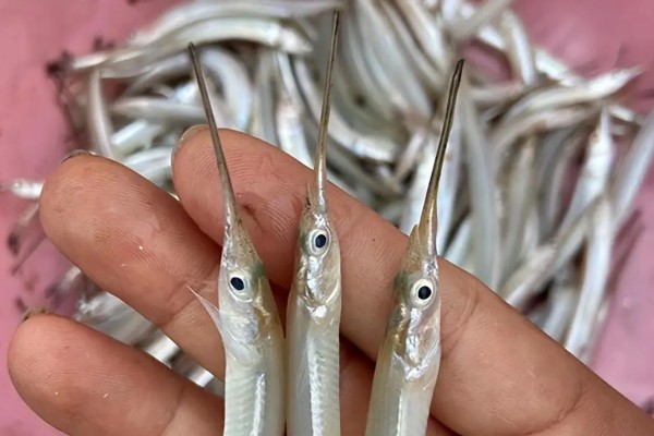 青旗是什么鱼？