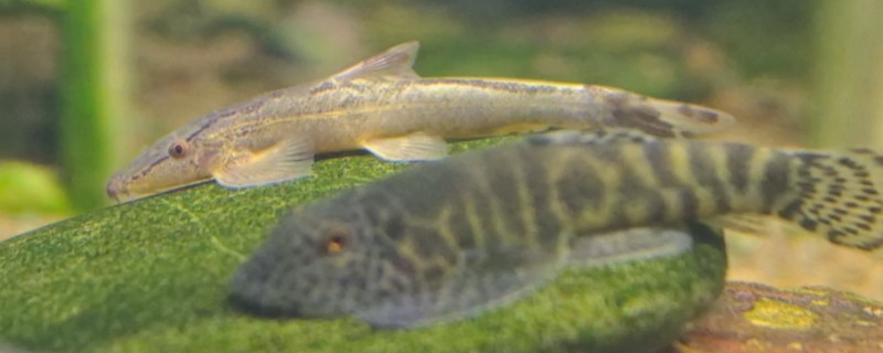 平鳍鳅鮀是什么鱼？