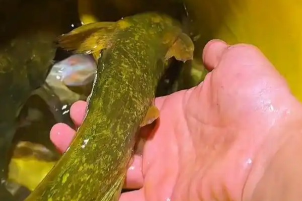 线尾半鲿是什么鱼?