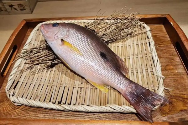 沙记是什么鱼?