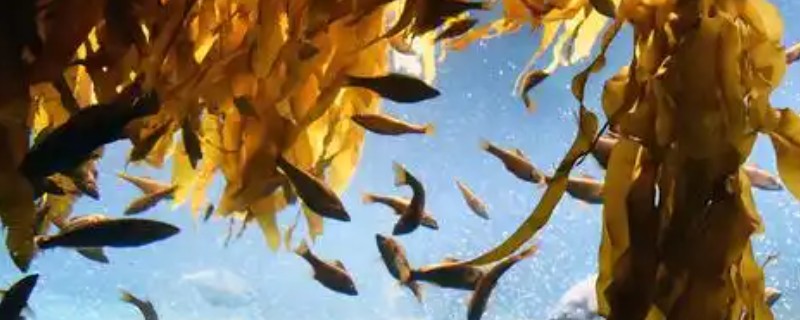 海藻鱼是什么鱼？