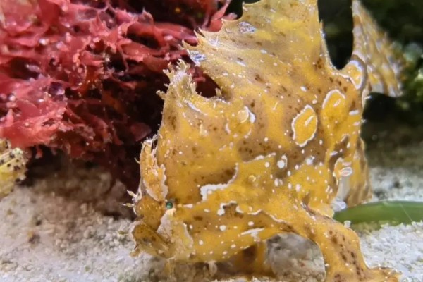 海藻鱼是什么鱼？