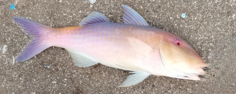 圆口海绯鲤是什么鱼？